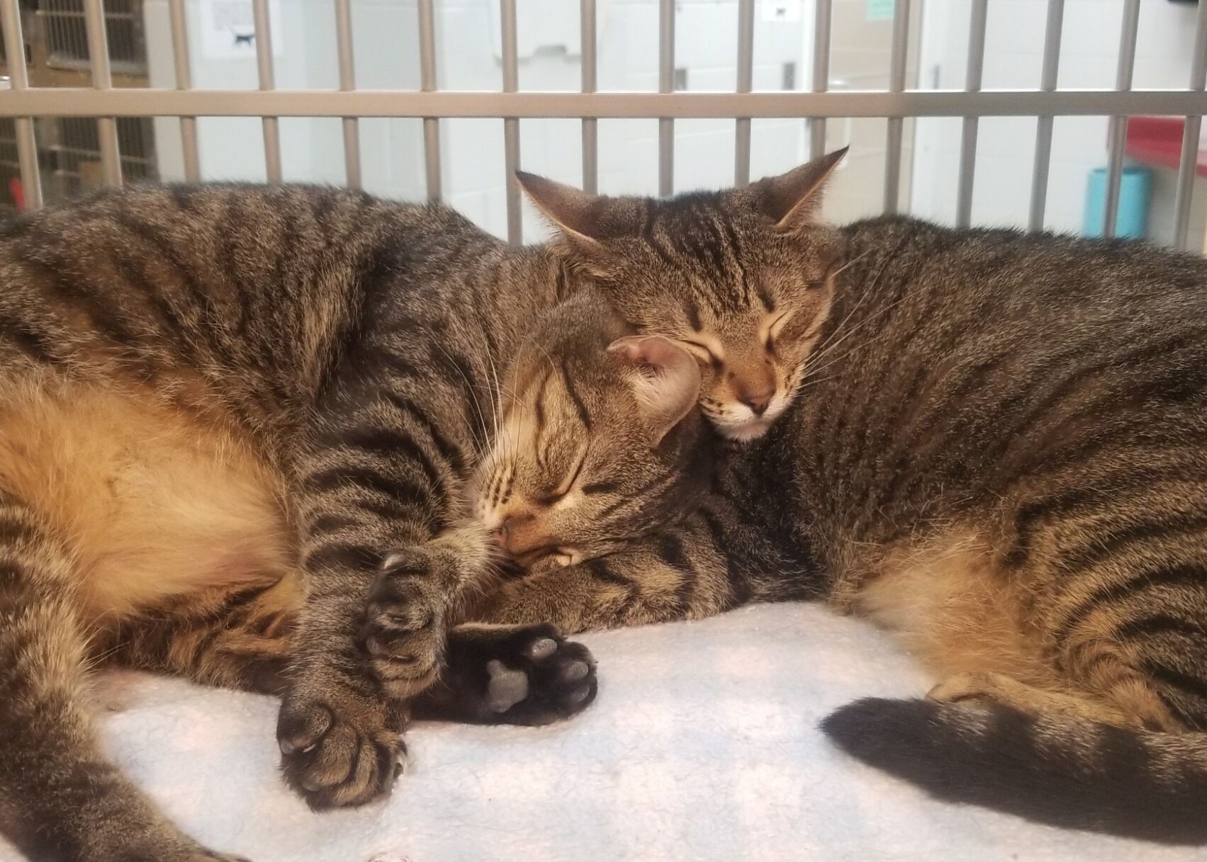 Mimi and Nala